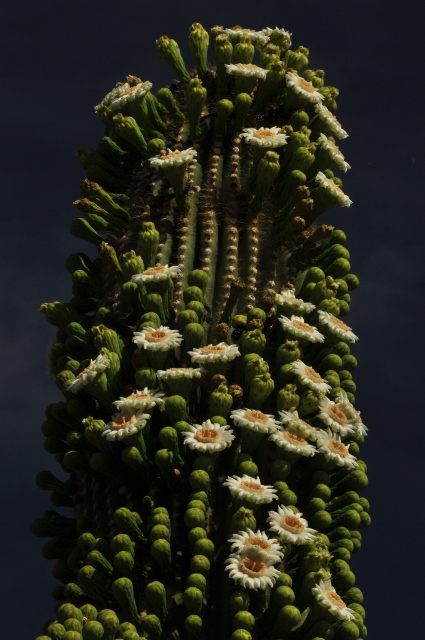 blooming saguaro